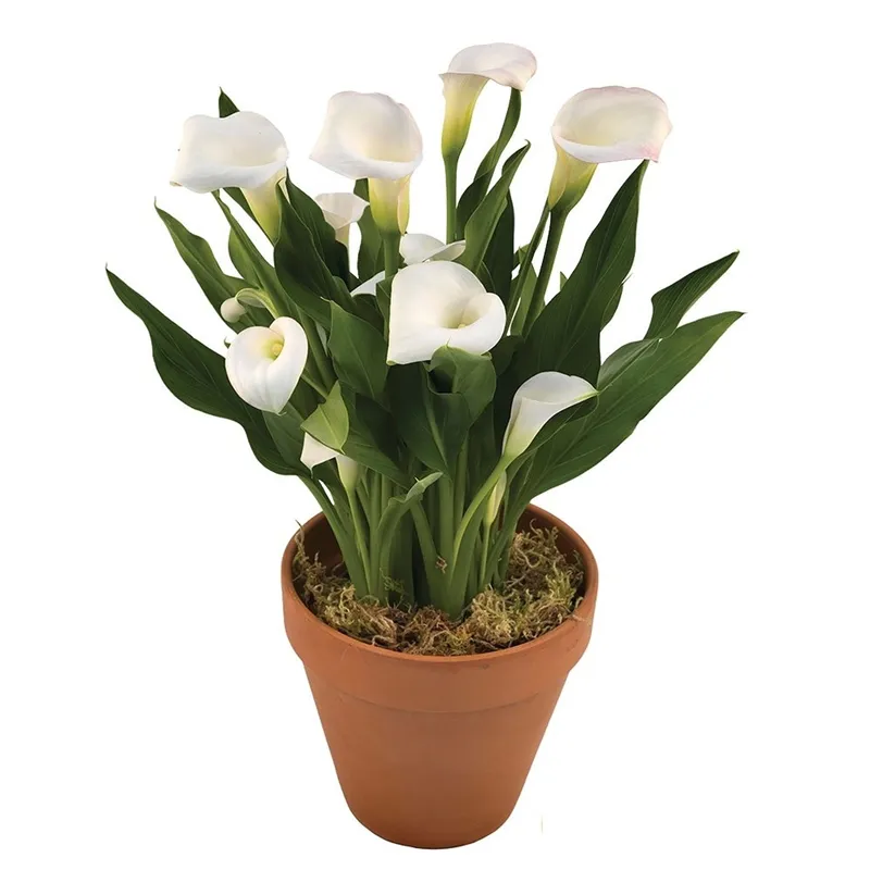 Каллы белые в горшке