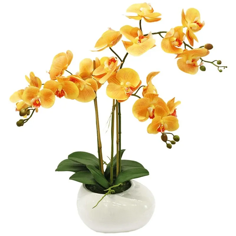 Орхидея живая в горшке №6